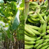 Plaintain